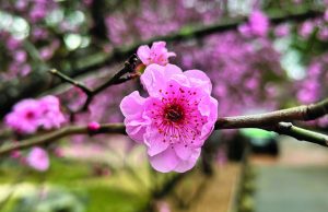 Experience Parramatta: Stroll among the Cherry Blossoms